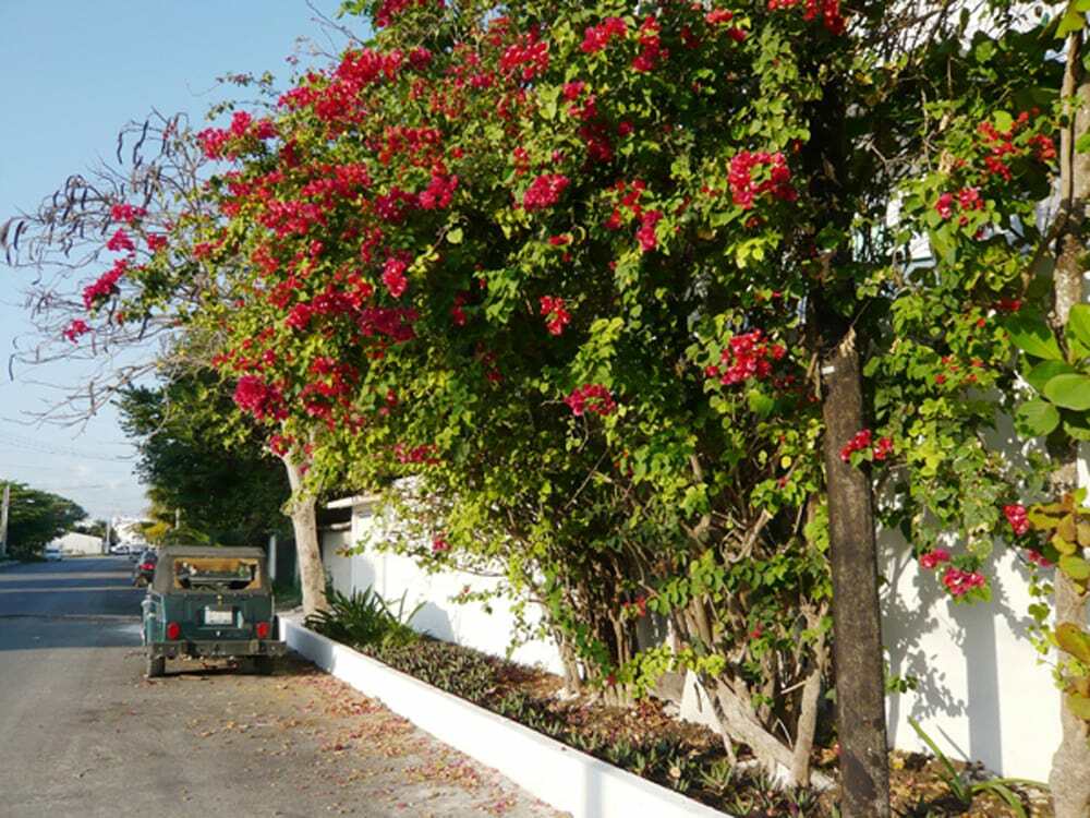 Mexico, Puerto Morelos - Food Gypsy