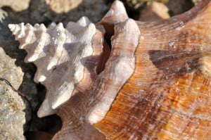 Conch Shell, Belize - FG