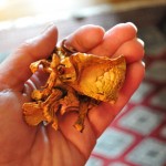 Chanterelle mushrooms, dried.