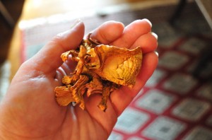 Chanterelle_mushrooms_dried