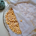 Sprouted chickpeas, moist, Day 2