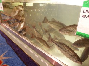 Live Fish Tanks, T&T - Food Gypsy
