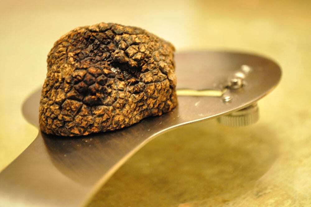 Black Périgord Truffle - Food Gypsy