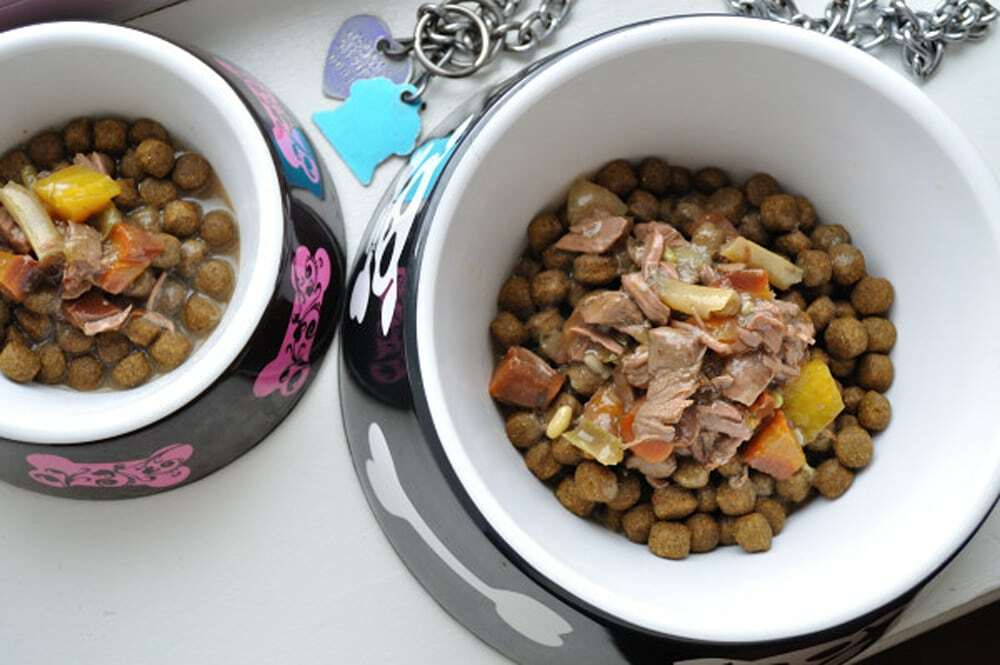 Ingredients to look out for in dog outlet food