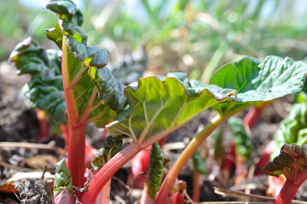 Spring Rhubarb - Food Gypsy