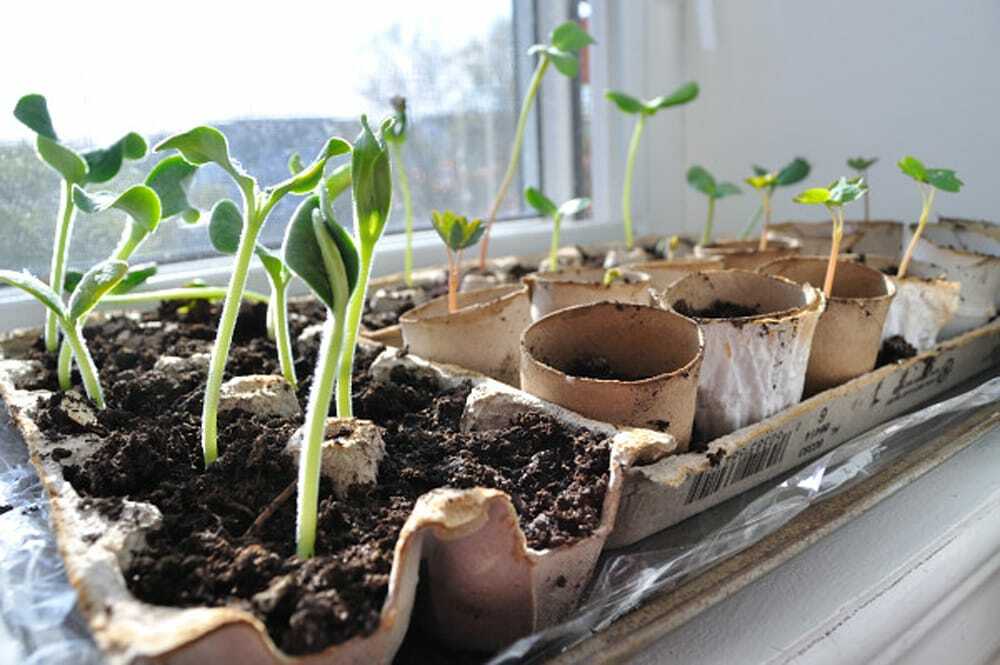 Sprouts on the sill - Food Gypsy