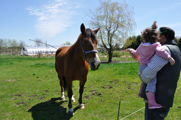 Mariposa Farm, meeting the horses - Food Gypsy