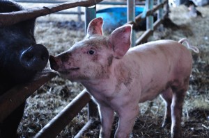 Mariposa Farm, Leo The Pig - Food Gypsy