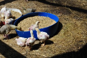 Mariposa Farm, chicks & ducklings - Food Gypsy