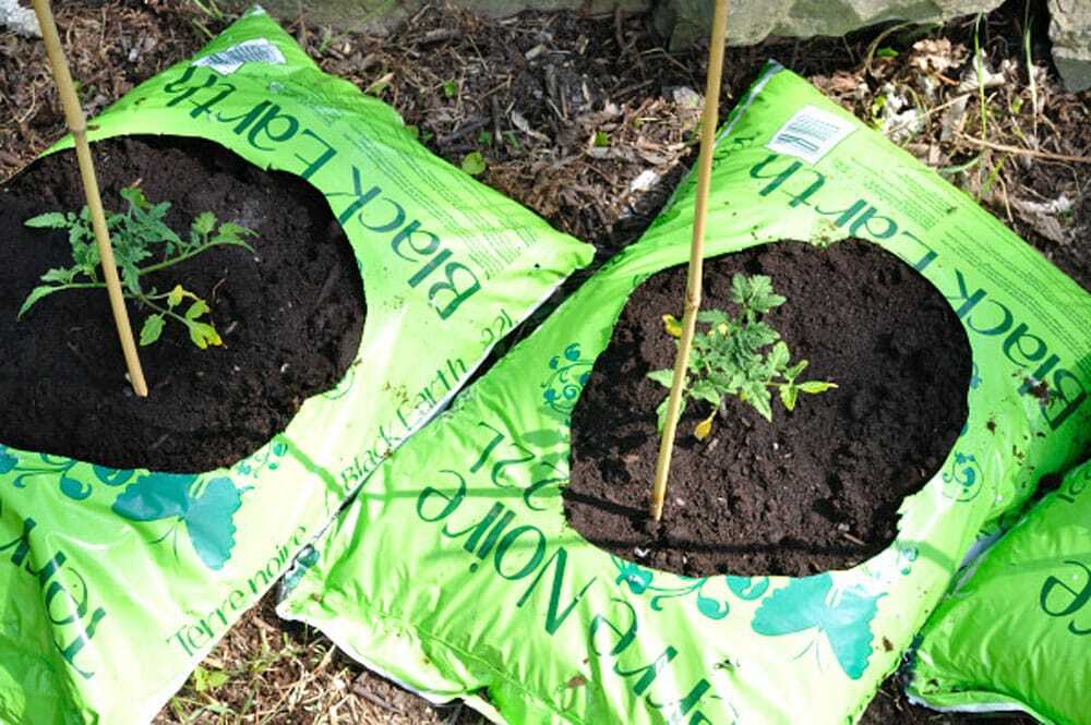 Instant pots for plants - Food Gypsy