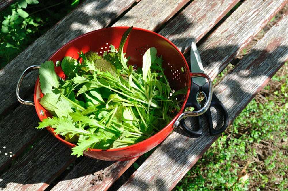 Harvesting greens - Food Gypsy