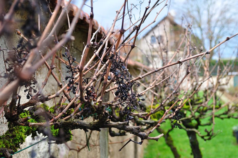 Winter vines in Burgundy - Food Gypsy