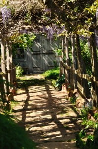 Tangled Garden, wisteria - Food Gypsy