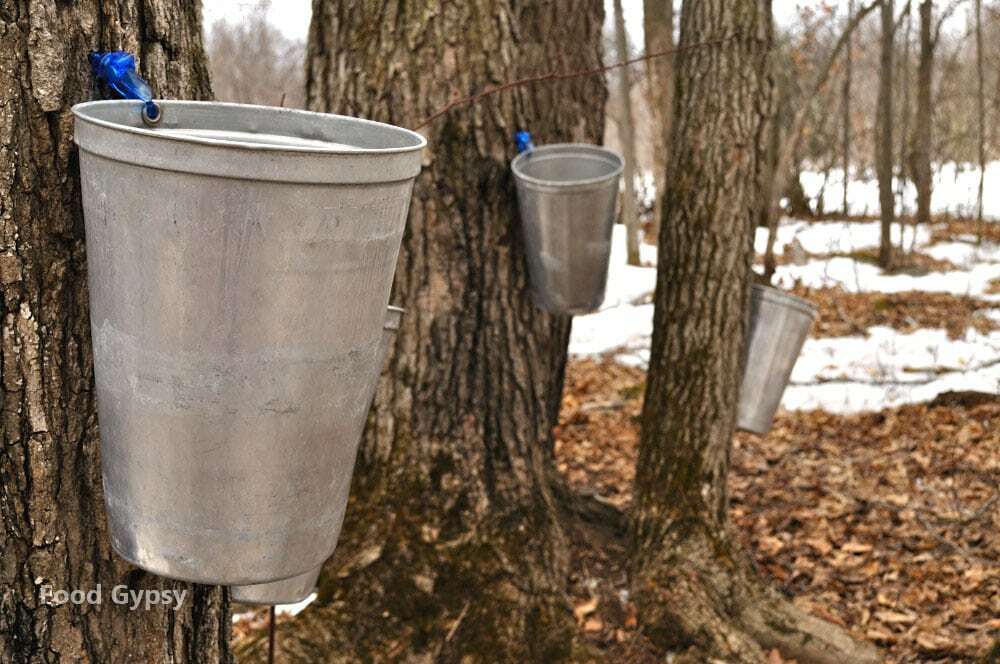Canadian Maple Syrup, lead - FG