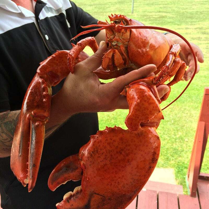 Larry the PEI Lobster - Food Gypsy