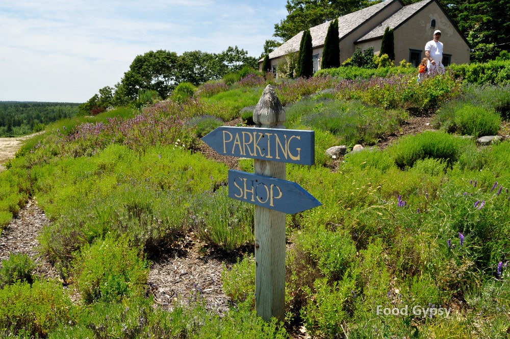 petite-riviere-vineyard-ns-food-gypsy